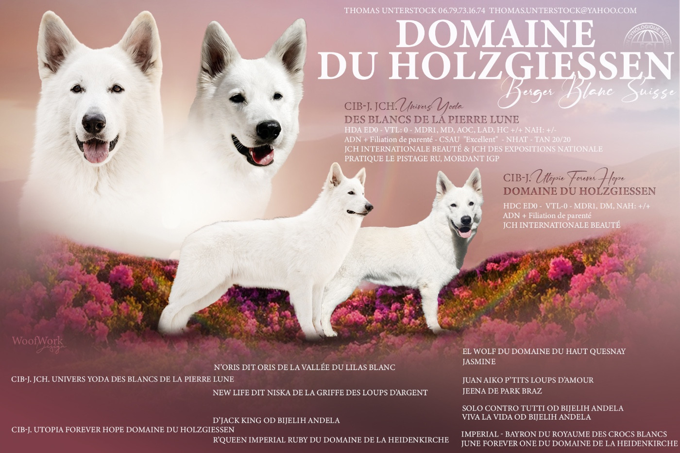 Chiots à naître printemps 2026