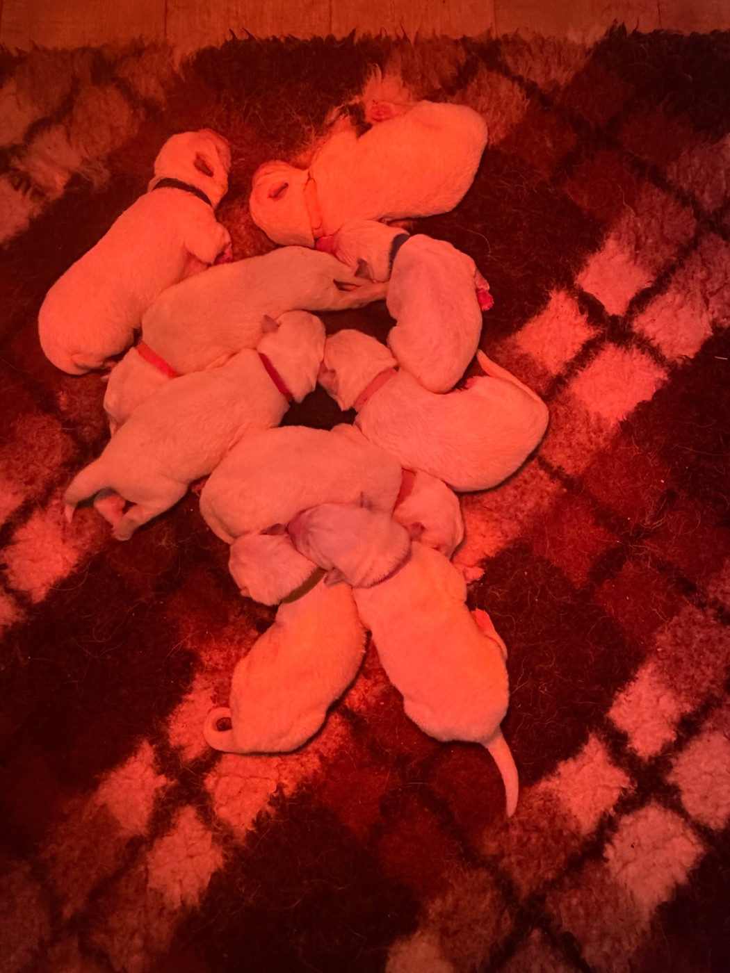 du Domaine Du Holzgiessen - Chiots disponibles - Berger Blanc Suisse