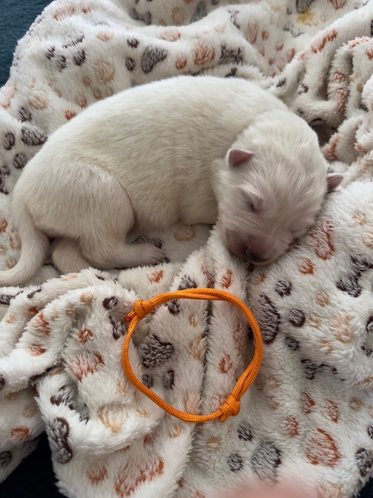 du Domaine Du Holzgiessen - Chiots disponibles - Berger Blanc Suisse