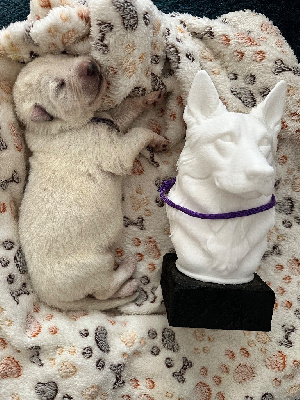 CHIOT