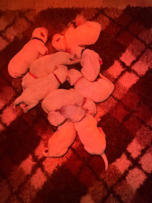 CHIOT 4