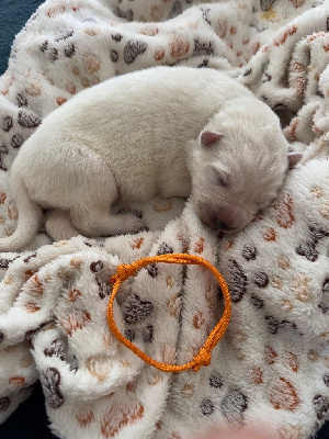 CHIOT