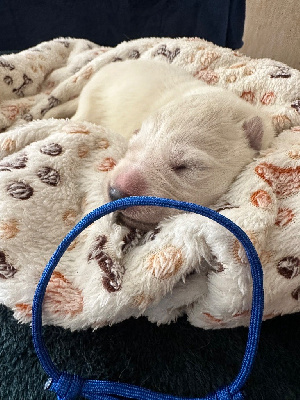 CHIOT