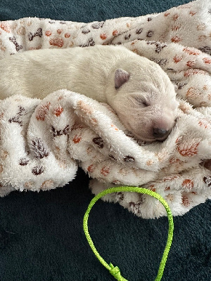 CHIOT