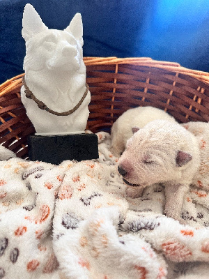 CHIOT