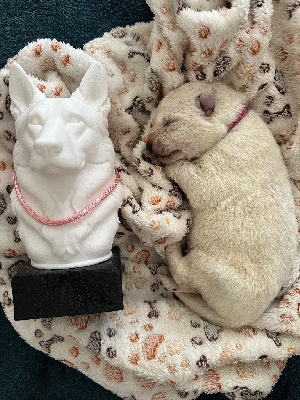 CHIOT