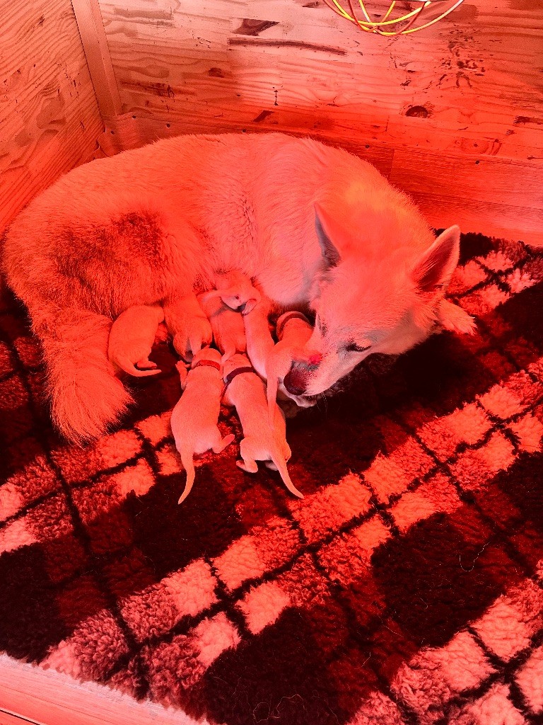 Chiot Berger Blanc Suisse du Domaine Du Holzgiessen