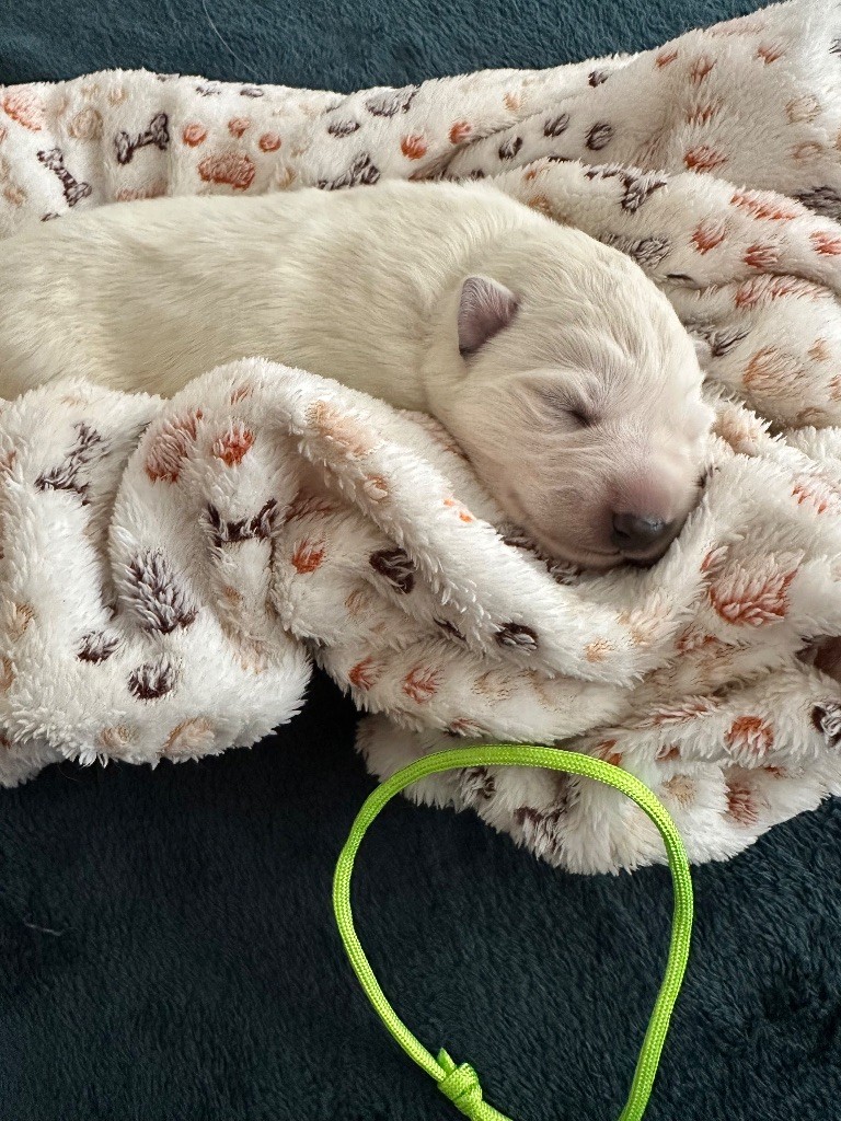 du Domaine Du Holzgiessen - Chiots disponibles - Berger Blanc Suisse